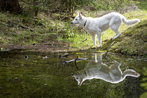 Majestätische Spiegelung