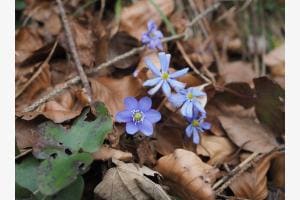 Im Wald blühts