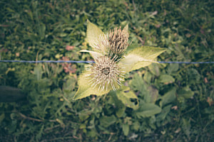 EN BORDURE DE CHAMPS EN AUTOMNE