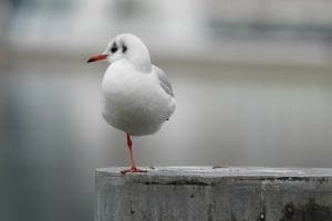 Ein Bein macht Pause ...