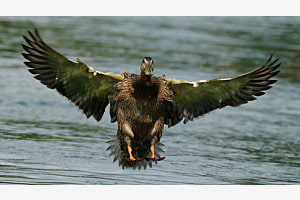 Ready for landing