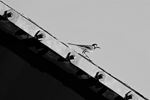 Catwalk: Bachstelze 