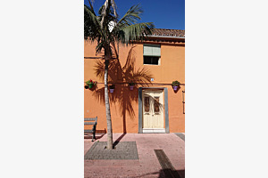 Andalusiens Palmen