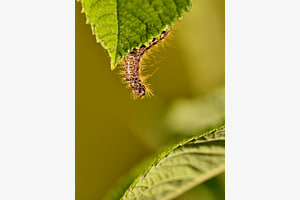 Raupe