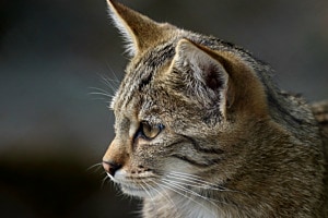 Wildkatzenportrait im Tierpark