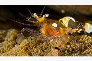 Anemon Shrimp in Bali