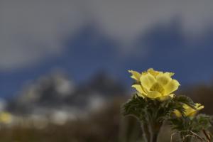 Bergfrühling im Lötschental - Schwefelanemone Bergfrühling im Lötschental - Schwefelanemone