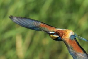 Bienenfresser im Flug