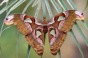 Atlasfalter