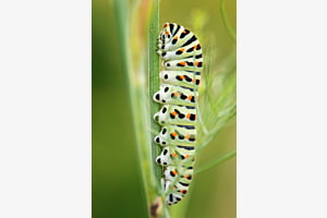 Bald ein Schmetterling