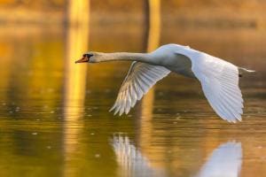 Höckerschwan am Rhein Höckerschwan am Rhein