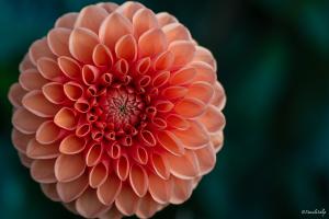 Blume