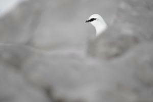 Schneehuhn Berner Oberland Schneehuhn Berner Oberland