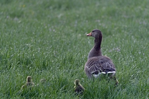Morgenspaziergang mit gross und klein