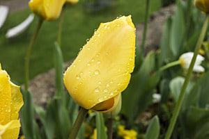 Tulpe in der Toscana