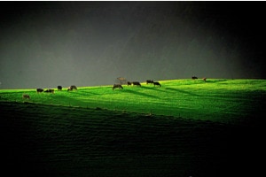 Grüne Weide Grüne Weide