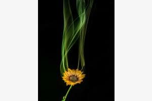smoky flower smoky flower