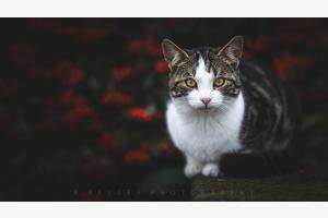 Cat Cat