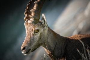 Steinbock