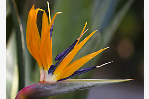 Oiseau de paradis
