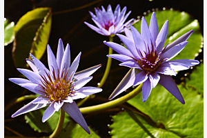 Lotus bleu