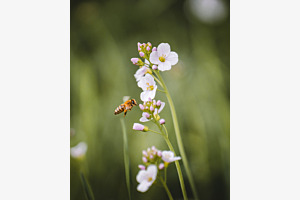 Bee-utiful