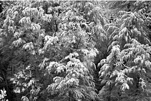 Neuschnee
