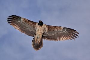 Überflug genemigt Überflug genemigt