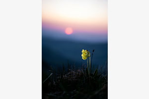 Sunset flower