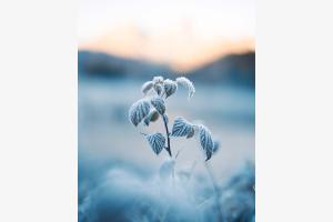 Frosty leaves