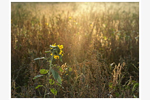 Sonnenblume im Sonnenbad
