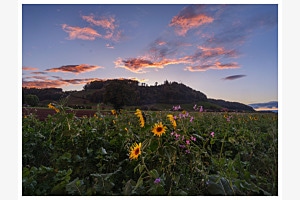 Brennender Himmel im Sonnenblumenfeld