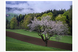 Blütenpracht