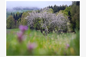 Frühlingsgefühle 