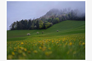 Frühlingserwachen