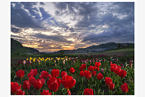 Tulpenpracht