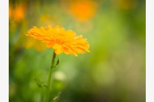 Wiesenblume