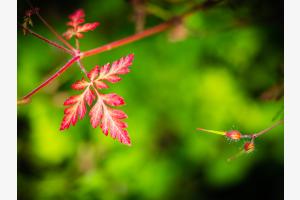 Erstes Herbstblatt