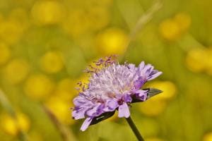 Lila Blume