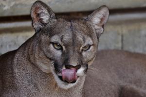 Puma Puma