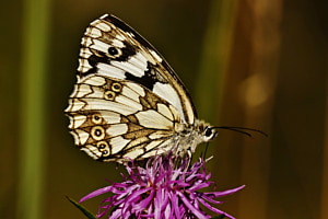 Schachbrettfalter
