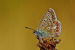 Bläuling 1