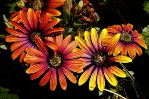 Bunt gefärbt Bunt gefärbt