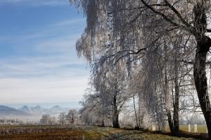 Frozen Frozen