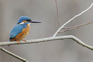 Eisvogel