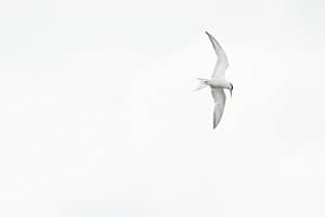 Flugakrobatik Flugakrobatik