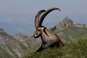 Der majestätische Steinbock Der majestätische Steinbock