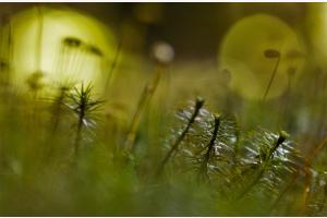 Waldmoos