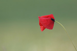 Mohnblüte