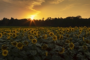 Sonnenblumen